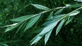 White Willow Trees, 2 Potted Trees, Medicinal Herb, Salix Alba, Aspirin Bark, Natural Remedy
