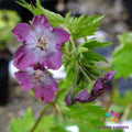 Mottisfont Rose Geranium Seeds - 25+ Premium Seeds for Garden Planting - Pelargonium 'Mottisfont' - USA