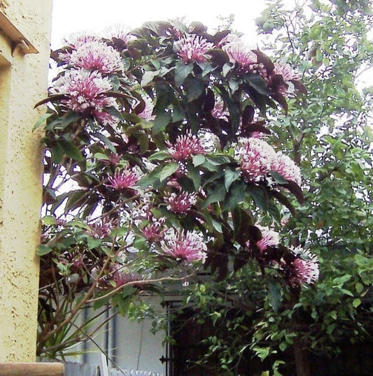 Shooting Star Starter Plant in Pot, Clerodendrum Quadriloculare Starburst, Colorful Foliage, Indoor/Outdoor Decor