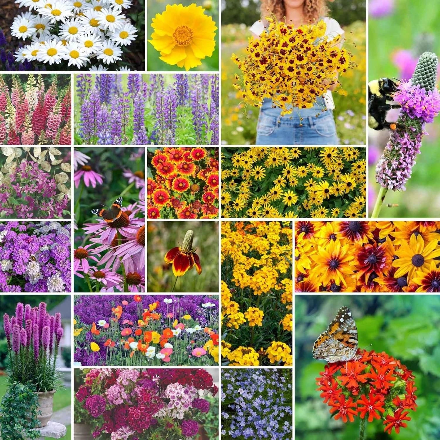 All Perennial Wildflower Mixed Seeds, 5 lb, Eden Brothers, Non-GMO, Native Wildflowers for Planting