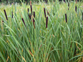 Cattail Seeds - 2000 Count - Fresh Harvest - Typha latifolia - Wildflower Garden Planting