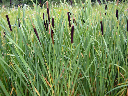 Cattail Seeds - 2000 Count - Fresh Harvest - Typha latifolia - Wildflower Garden Planting
