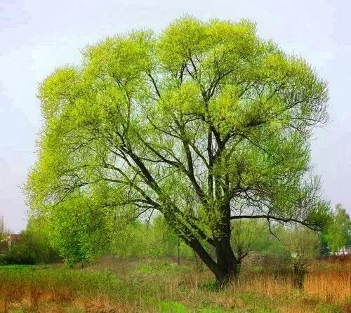 Black Willow Tree Cuttings - 6 Pack - Easy to Grow, Attractive Variety - Salix nigra