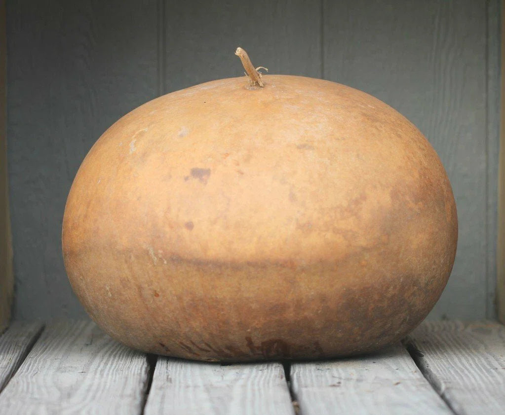 Gourd Seeds 10 Bushel Size Giant Round Gourds Lagenaria siceraria for Planting