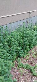 Hardy Giant Apple Mint Plants - 10 Pack, Fast Growing, Mentha suaveolens 'Variegata' - Smoky Mountains TN