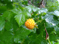 Salmonberry Root Cuttings - 5 Live Organic Rhizomes for Planting - Rubus spectabilis
