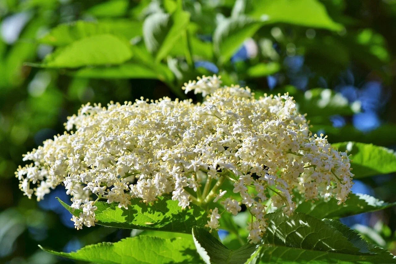 Adams Elderberry Cuttings - Healthy Unrooted Cuttings - Sambucus canadensis - (6 Pack)