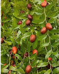 Bare Root Chinese Jujube Tree - Honey Jar Variety - Ziziphus jujuba - 4 Feet Tall
