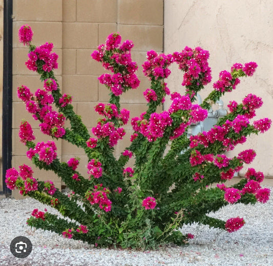 Bougainvillea Plant 1 Gallon “Torch Glow” - Bougainvillea glabra, Ships Without Pot, Vibrant Colorful Blooms