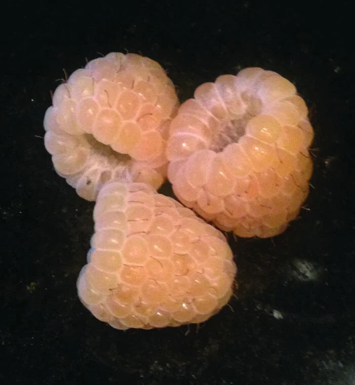 Yellow Anne Raspberry Plant - Live Starter Plant for Zones 4-9 - Rubus idaeus 'Yellow Anne' - Rooted Plant