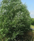 Austree Hybrid Willow Trees - 100 Pack, Fast Growing Shade & Privacy Trees, Salix × sepulcralis