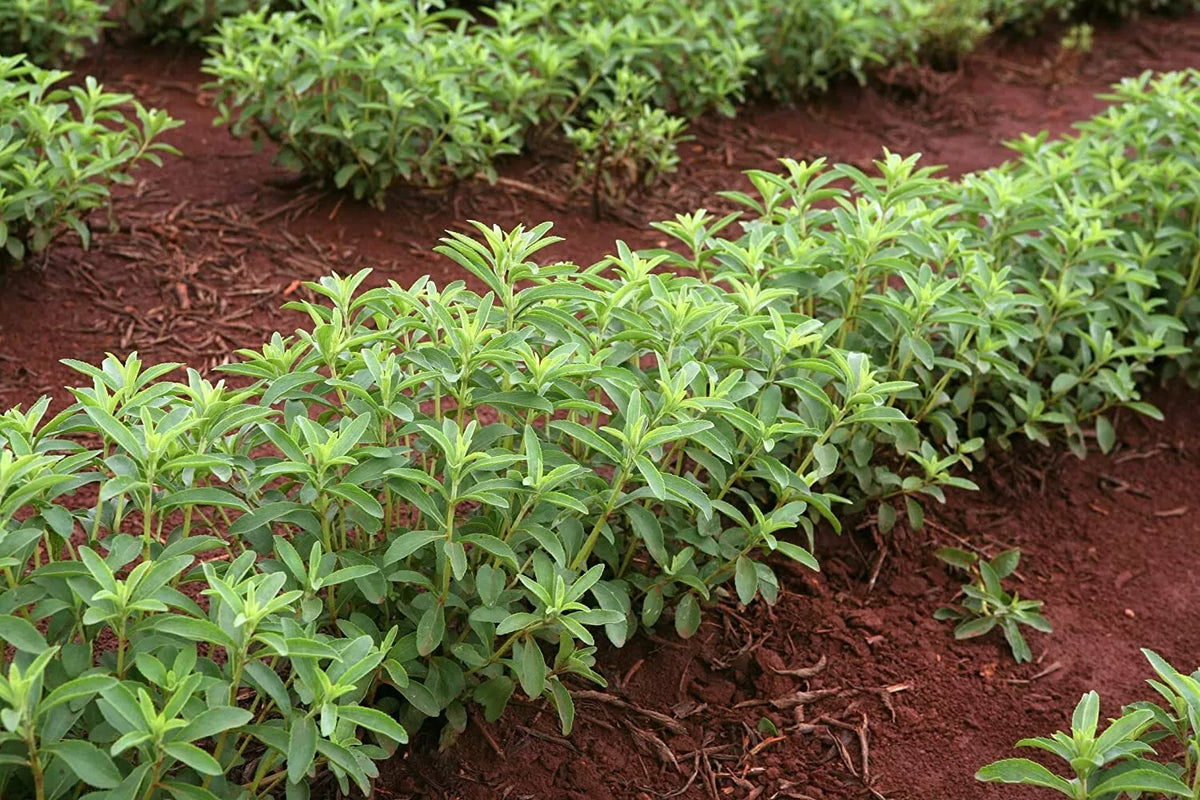 250 Stevia Sweetleaf Herb Plant Seeds - Natural Stevia for Planting - Stevia rebaudiana