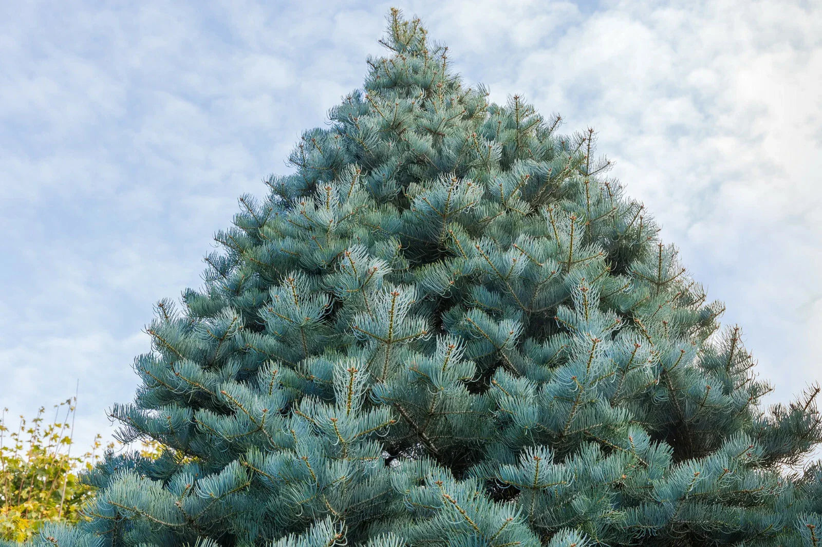 California White Fir Seeds (30) - Christmas Tree Seeds, Abies Concolor, Free Shipping