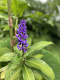 Blue Ginger Plant Cuttings 3 Count - Dichorisandra thyrsiflora - Hawaii Grown Tropical Garden Starter