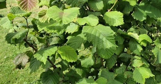 American Hazelnut Tree 12-18" Live Bareroot Corylus americana 1-2 Year Old