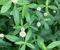 20 Live Alligator Pond Plants, Marginal Bog, Easy Grow, Small White Flowers, Alternanthera philoxeroides