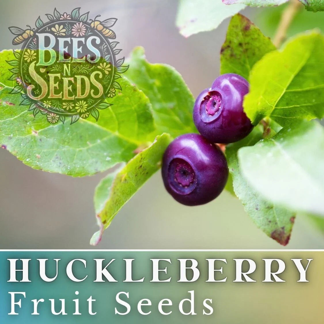 Glacier Huckleberry Seeds - 125/300/500 Non-GMO Flower Seeds - Vaccinium membranaceum