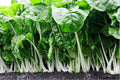 Fordhook Giant Swiss Chard Seeds - 2000 Count - Heirloom Heat Tolerant Salad Greens - Beta vulgaris subsp. cicla