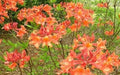 Mauvila Gold Azalea Starter Plant - Aromi Rhododendron - Deciduous Small Plant - Ideal for Gardens and Landscapes