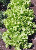 Lettuce Seeds, Grand Rapids Leaf, Heirloom, Non-GMO, 50+ Seeds, Ideal for Home Garden, Lactuca sativa