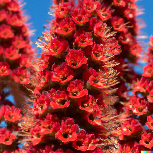 50 Tower of Jewels Red Bugloss Seeds, Tropical, Deer Resistant, Echium Wildpretti