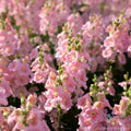 Chantilly Light Pink Snapdragon Seeds - 1000+ Seeds for Garden - Antirrhinum majus - USA