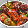 Candy Cane Chocolate Cherry Sweet Pepper Seeds - 25+ Pack for Garden - Capsicum annuum