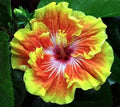 Small Rooted Tropical Hibiscus Plant - Tahitian Sunset Splendor - Hibiscus rosa-sinensis