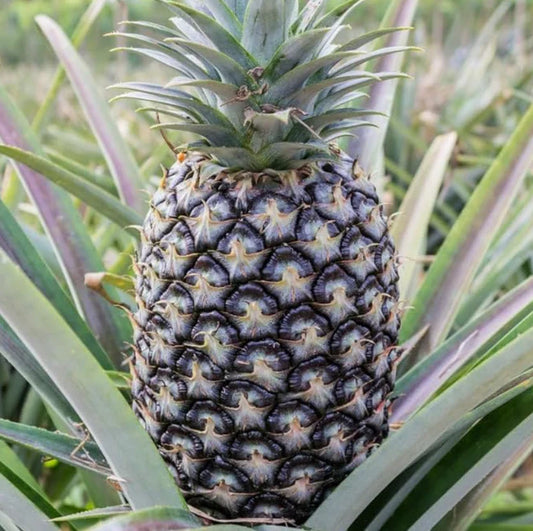 White Jade Pineapple Starter Plant - Planted Rooted Live Fruit Tree - Ananas comosus - Set of 2