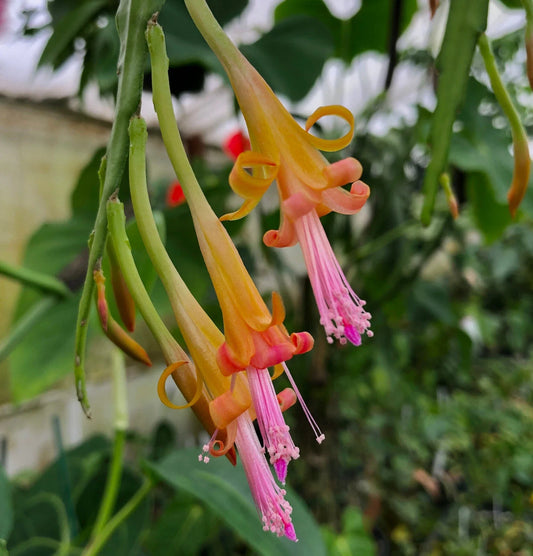 Disocactus salvadorensis | Rare Pastel Epiphytic Cactus | Cloud Forest Variety | Unique Indoor Plant