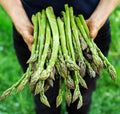 Asparagus Seeds - 100+ Heirloom Organic Mary Washington - Non-GMO - Vegetable Gardening
