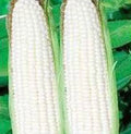 White Corn Seeds, Stowell's Evergreen Heirloom, 20+ Seeds, Delicious Sweet Variety, Zea mays