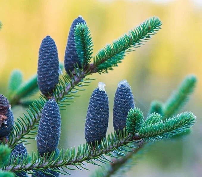 Balsam Fir Tree Seedlings for Planting, 6-12 Inches Tall, Abies balsamea, Evergreen Nursery Trees