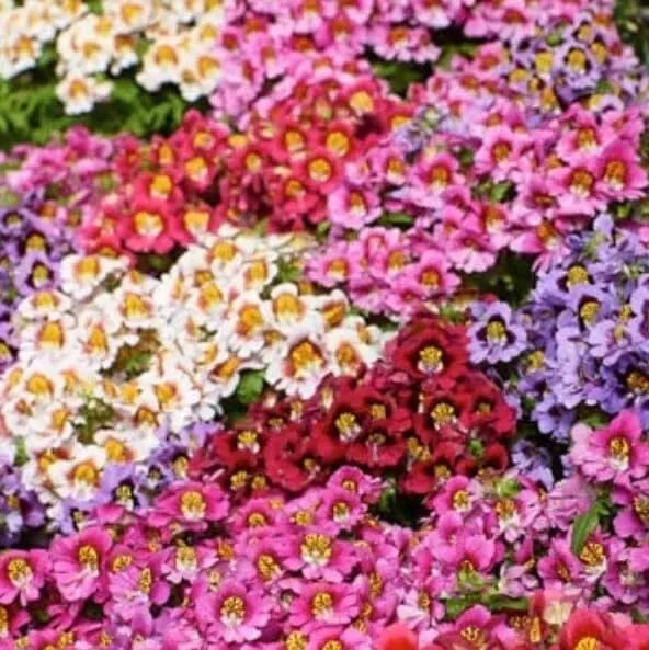 Butterfly Flower Seeds - Angel Wings Mix - 30 Seeds - Attractive Pollinator Plants for Gardens (Asclepias tuberosa)