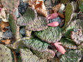 Large Cold Weather Prickly Pear Cactus Pads - Opuntia spp. - 6 to 10 Inches - Drought-Tolerant Succulent Plant
