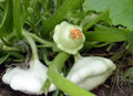 Early Scallop White Bush Patty Pan Summer Squash Seeds - Heirloom Variety, 20 Seeds, Free Shipping - Cucurbita pepo