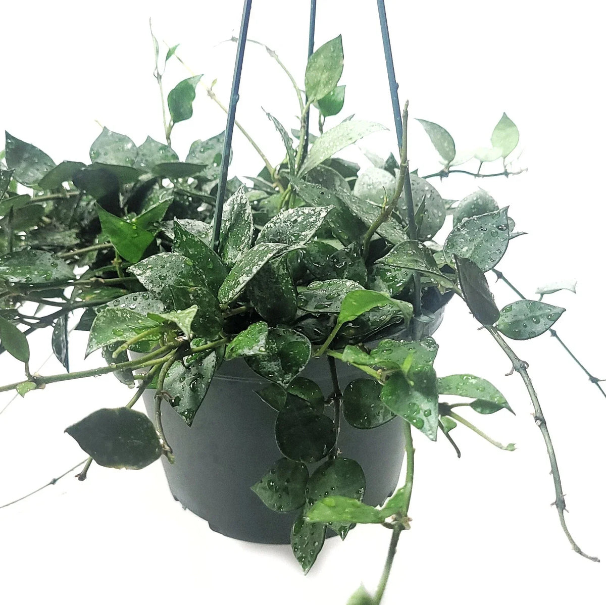 Hoya Krohniana Eskimo Live House Plant in 6 Inch Pot | Beautiful Variegated Foliage | Easy Care Indoor Plant