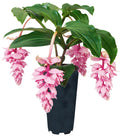 Royal ZENZ Magnifica Medinilla Starter Plant - Live Well Rooted, Very Rare Houseplant, Medinilla magnifica