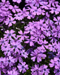 Purple Beauty Moss Phlox Seeds - 100+ Pack for Garden Planting - Phlox subulata - USA