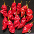 Spanish Naga Hot Pepper Seeds - 25+ Pack for Garden Planting - Capsicum chinense - USA Grown - Free Shipping