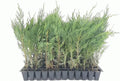 Murray Cypress Trees - 3 Live Plants - Upright Evergreen Privacy Screen - Cupressus macnabiana - Hardy, Fast Growing