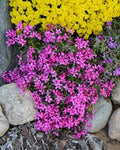 Atropurpurea Phlox Seeds - 100+ Pack for Garden Planting - Vibrant Purple Flowers - Phlox paniculata