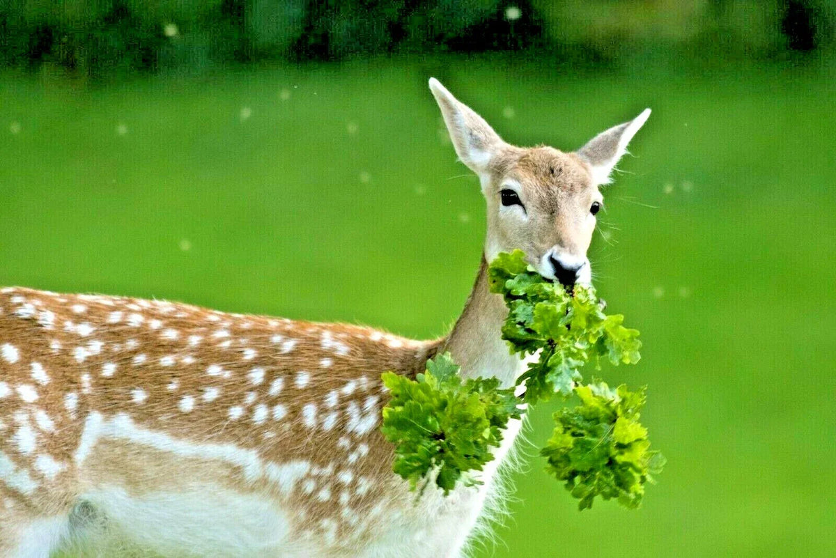 Deer Proof Wildflower Mix - 2000+ Seeds, 15 Native Annual & Perennial Varieties - Pollinator Friendly, Eco-Friendly Garden Plants