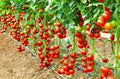 Early Cascade Tomato Seeds - 30+ Heirloom Organic Non-GMO - RARE Variety - Solanum lycopersicum