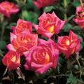 Hot Tamale Miniature Rose Cuttings, 4" Long, Unrooted, Fresh, 3 Stems, Rosa spp., Ideal for Gardening and Floristry
