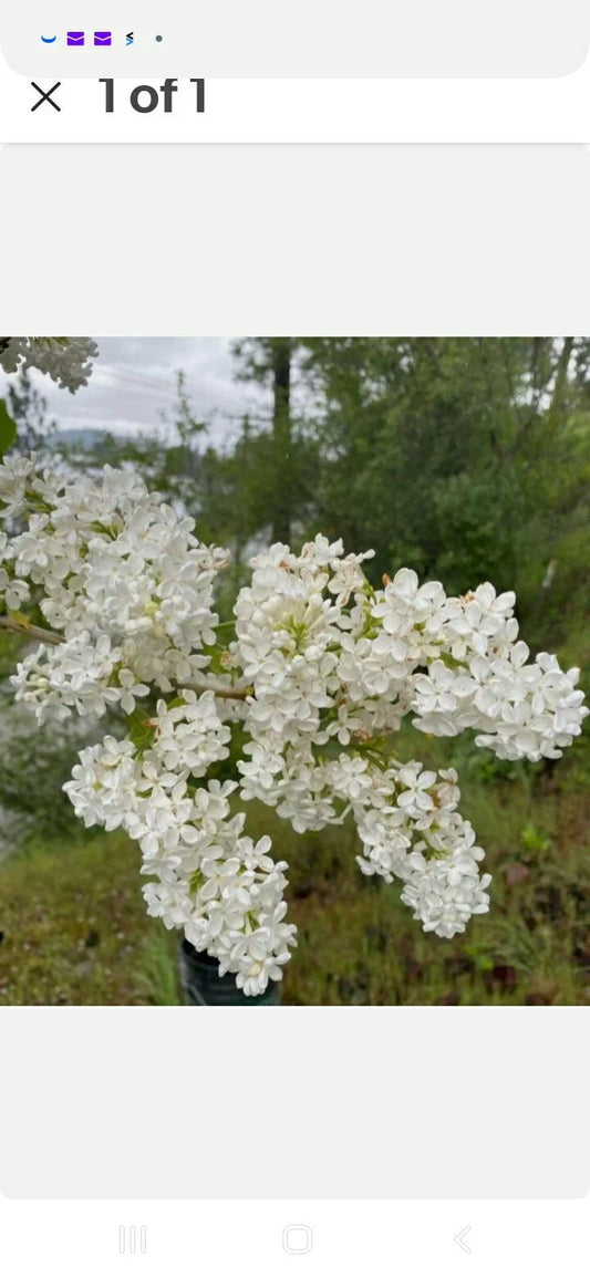 Bare Root Lilac Bush - Jumbo Size - White Flowers - Syringa vulgaris - Planting Instructions Included