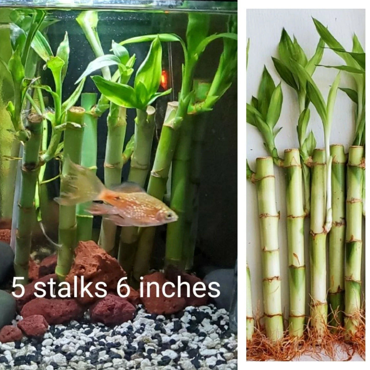 6" Lucky Bamboo Plant, 5 Stalks, Feng Shui Gift, Live Perennial Indoor Plant, Dracaena sanderiana