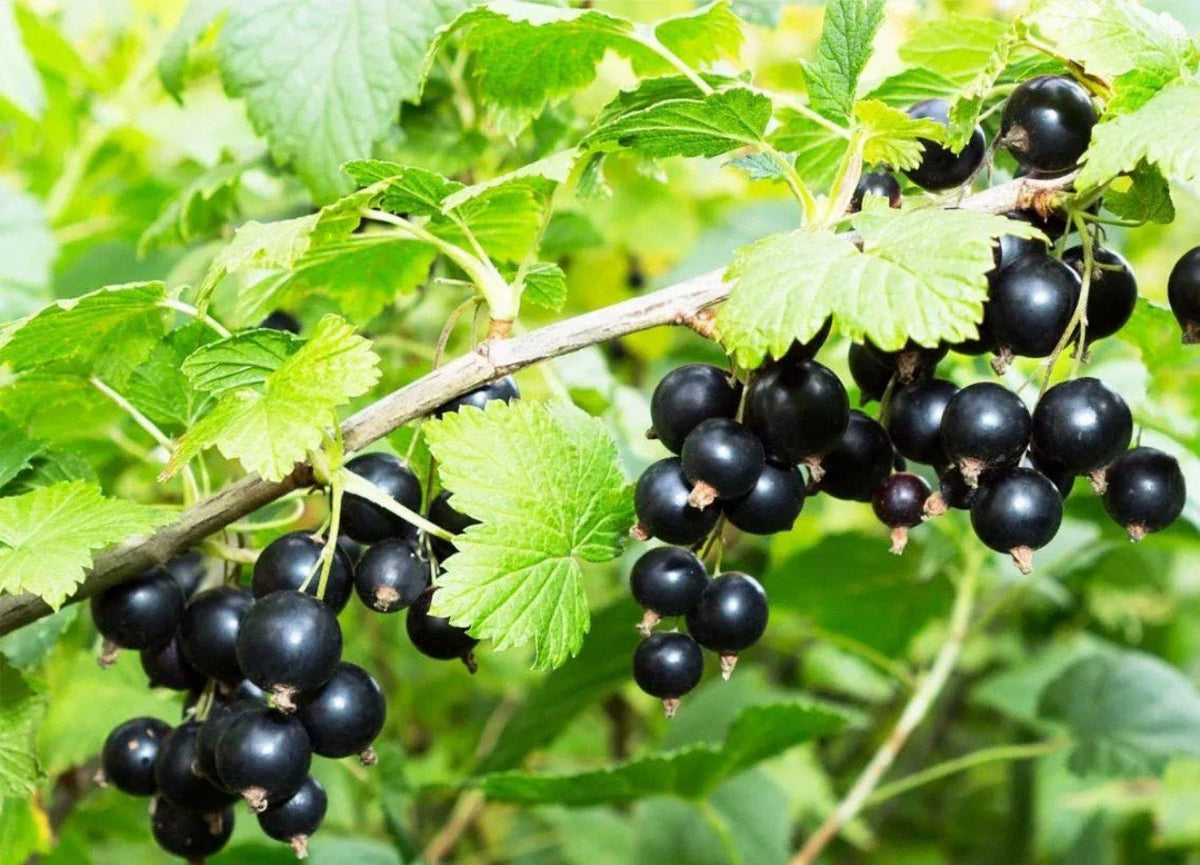 Black Currant Cuttings 8-10 Inches for Propagation - Ribes nigrum - Perfect for Gardening and Home Planting