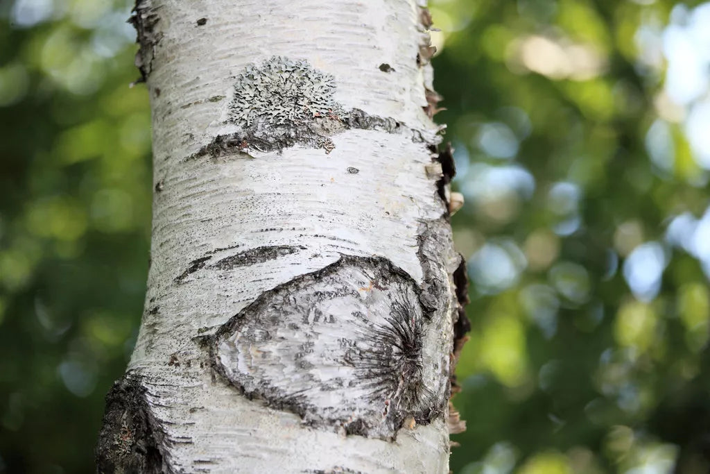 Japanese White Birch Seeds, 100 Count, Betula platyphylla Japonica, Hardy Tree for Landscaping and Garden Projects