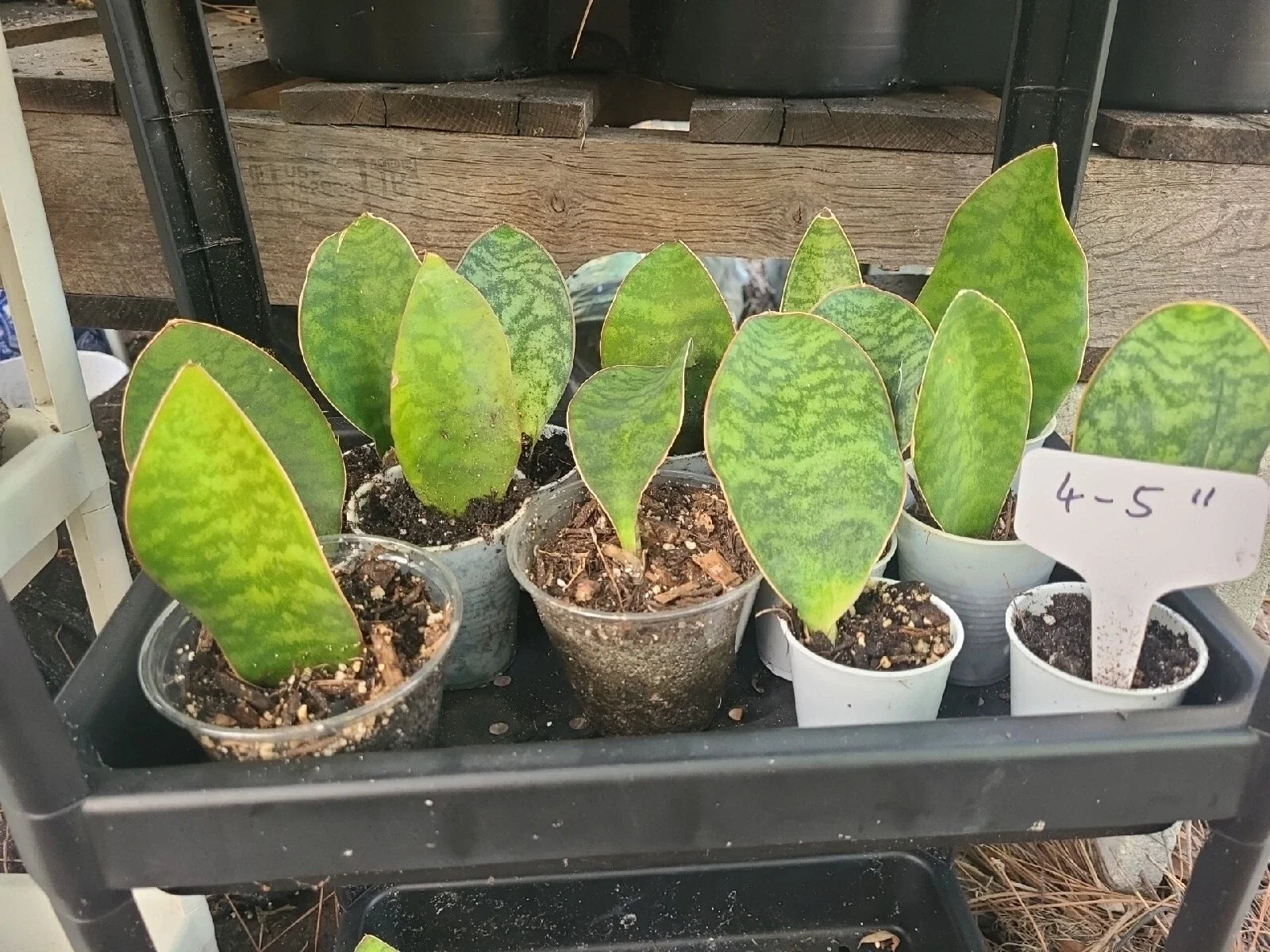 Baby Sansevieria Masoniana Whale Fin Snake Plant 4-5" Rooted, Indoor Houseplant, Air Purifying, Easy Care